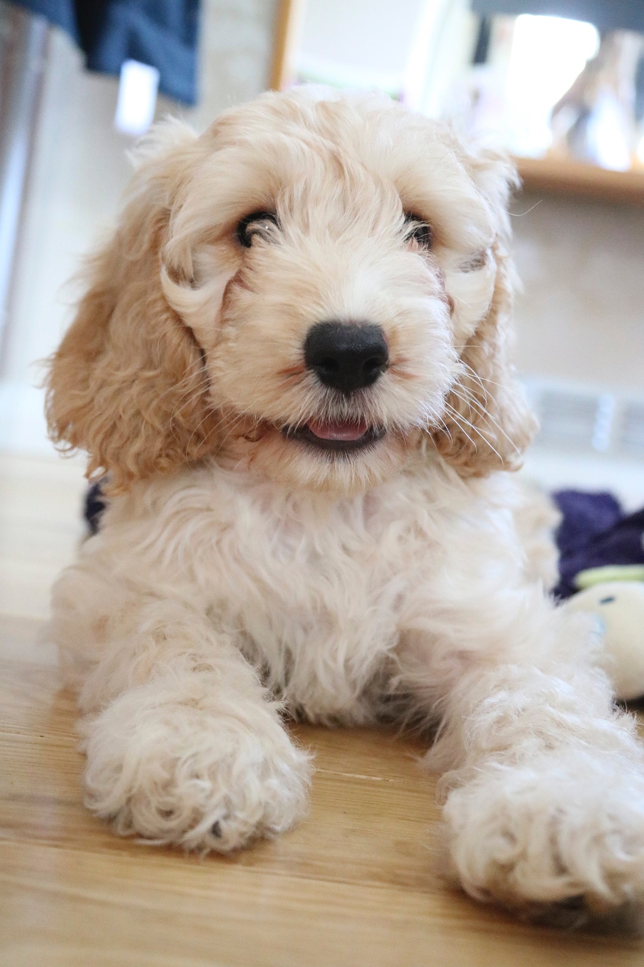 Dog Friendly Showroom at Pietra Dog Friendly Showroom at Pietra